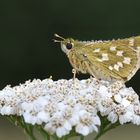 Komma-Falter (Hesperia comma)