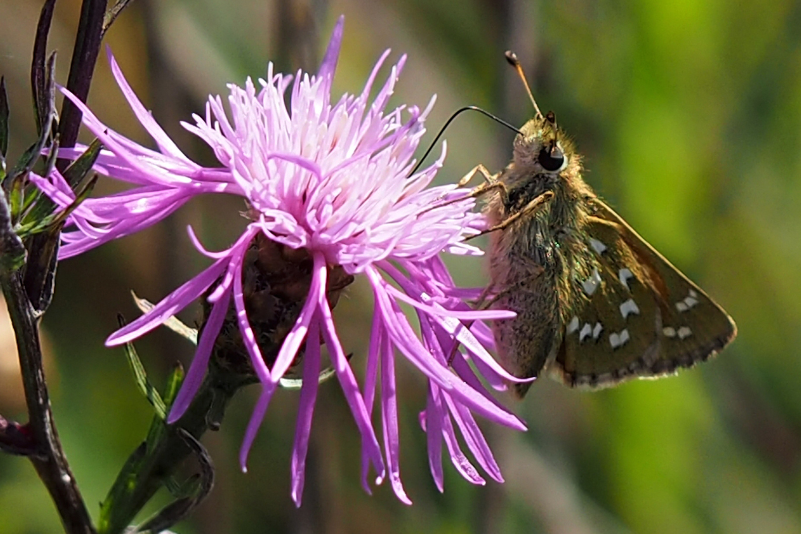 Kommafalter (Hesperia comma) 1