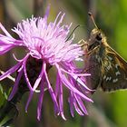 Kommafalter (Hesperia comma) 1