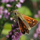 Kommafalter (Hesperia comma) 2