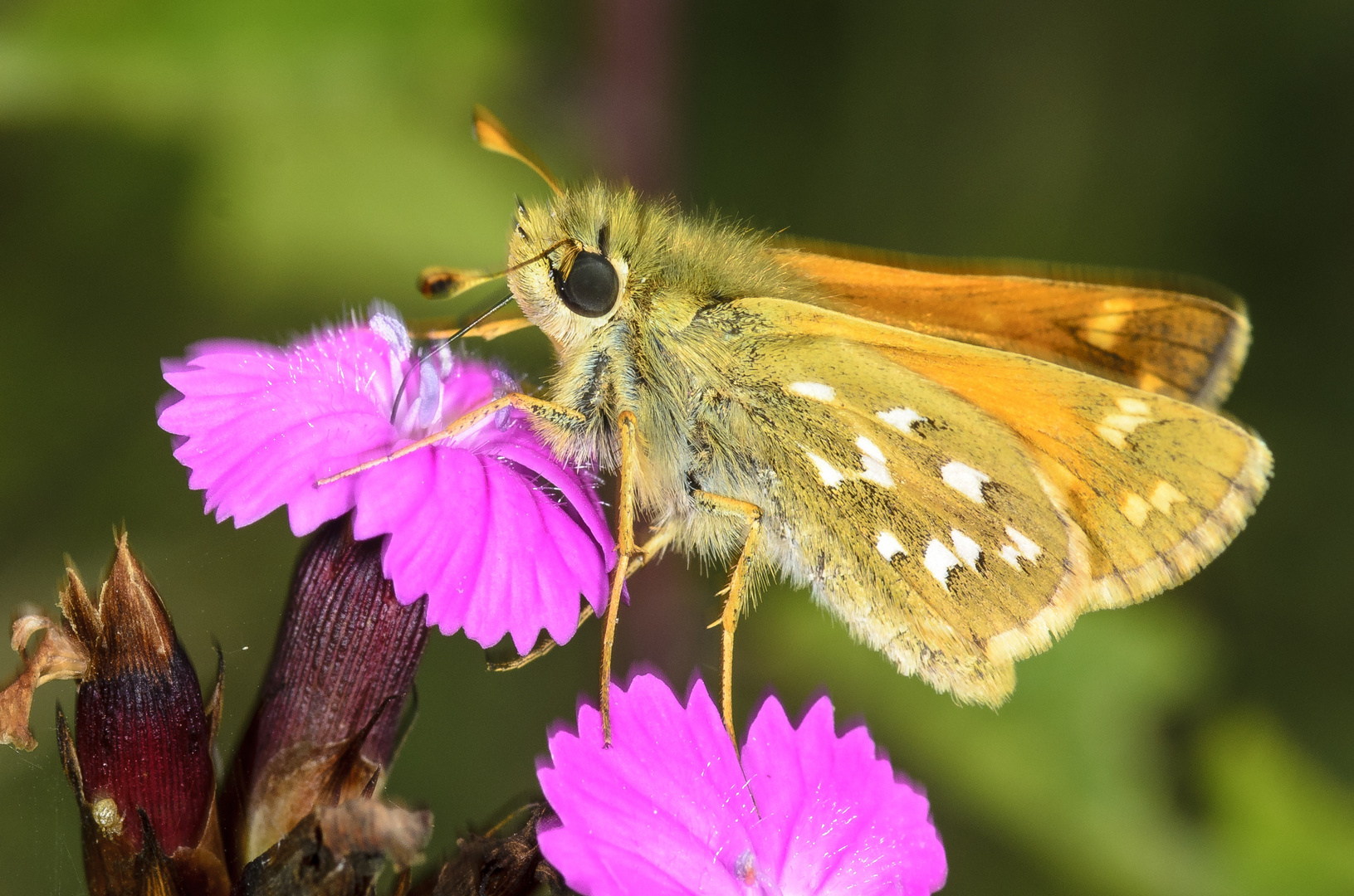 Kommafalter (Hesperia comma)