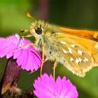 Kommafalter (Hesperia comma)