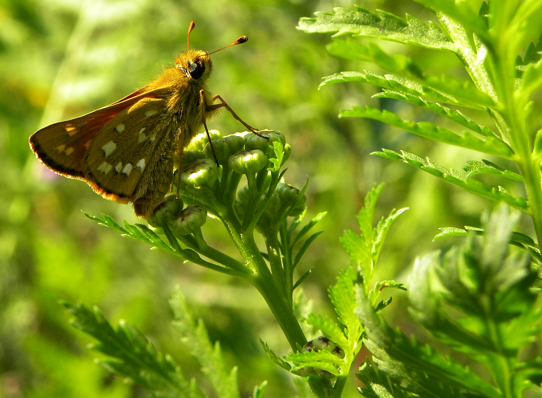 Kommafalter(Hesperia comma)....