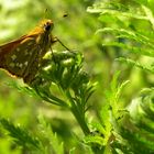 Kommafalter(Hesperia comma)....