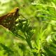 Kommafalter(Hesperia comma)....