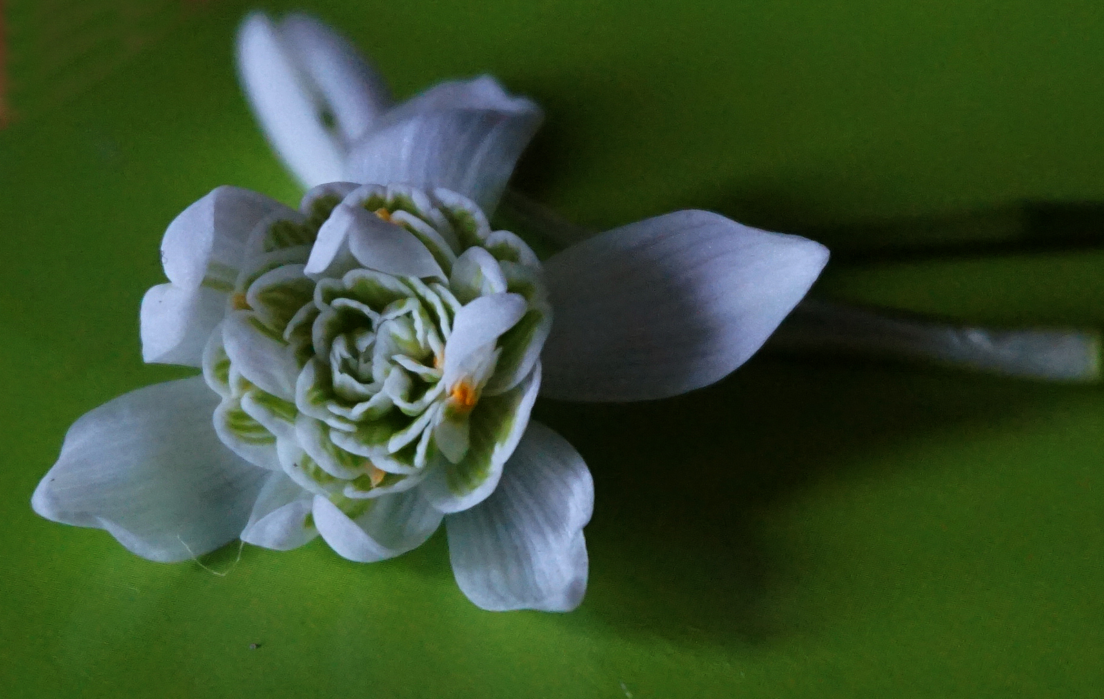 Komme aus dem Garten