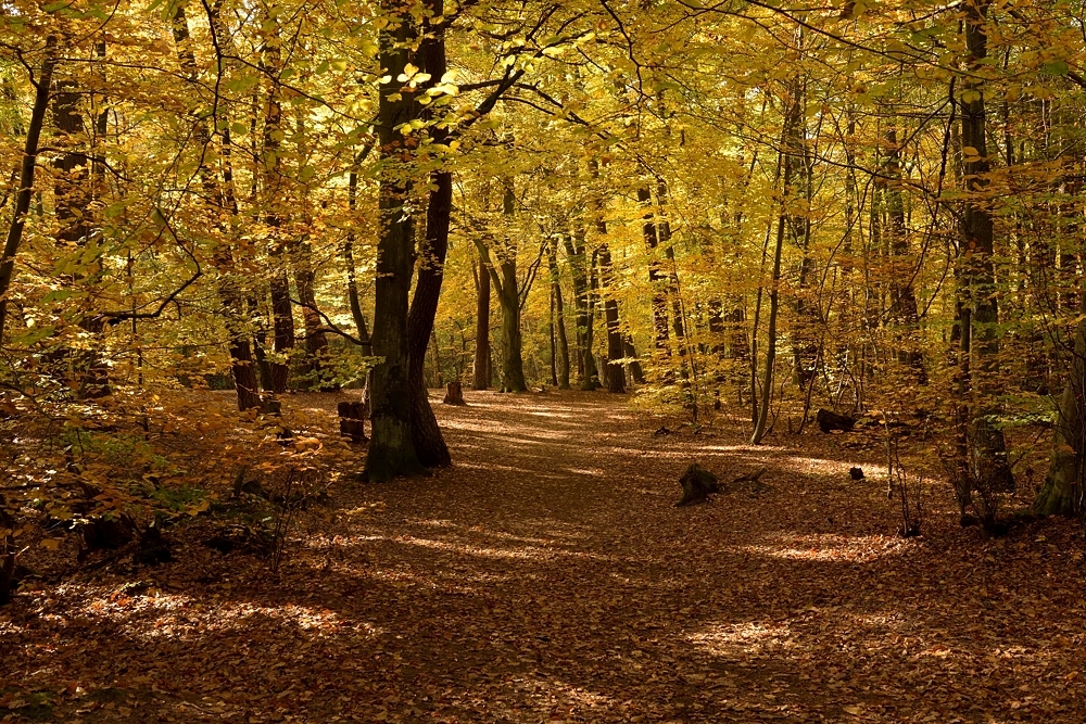 Komme gerade aus dem Wald, der Herbst zeigte sich für 10 Minuten von seiner schönsten Seite.