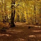 Komme gerade aus dem Wald, der Herbst zeigte sich für 10 Minuten von seiner schönsten Seite.