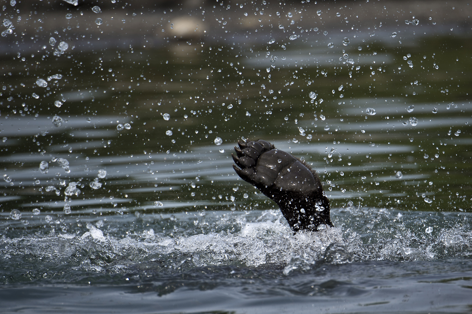 "Komme gleich wieder!" Foto & Bild | tiere, wildlife ...