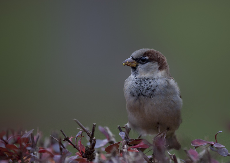 Komme nicht auf den Vogelnamen