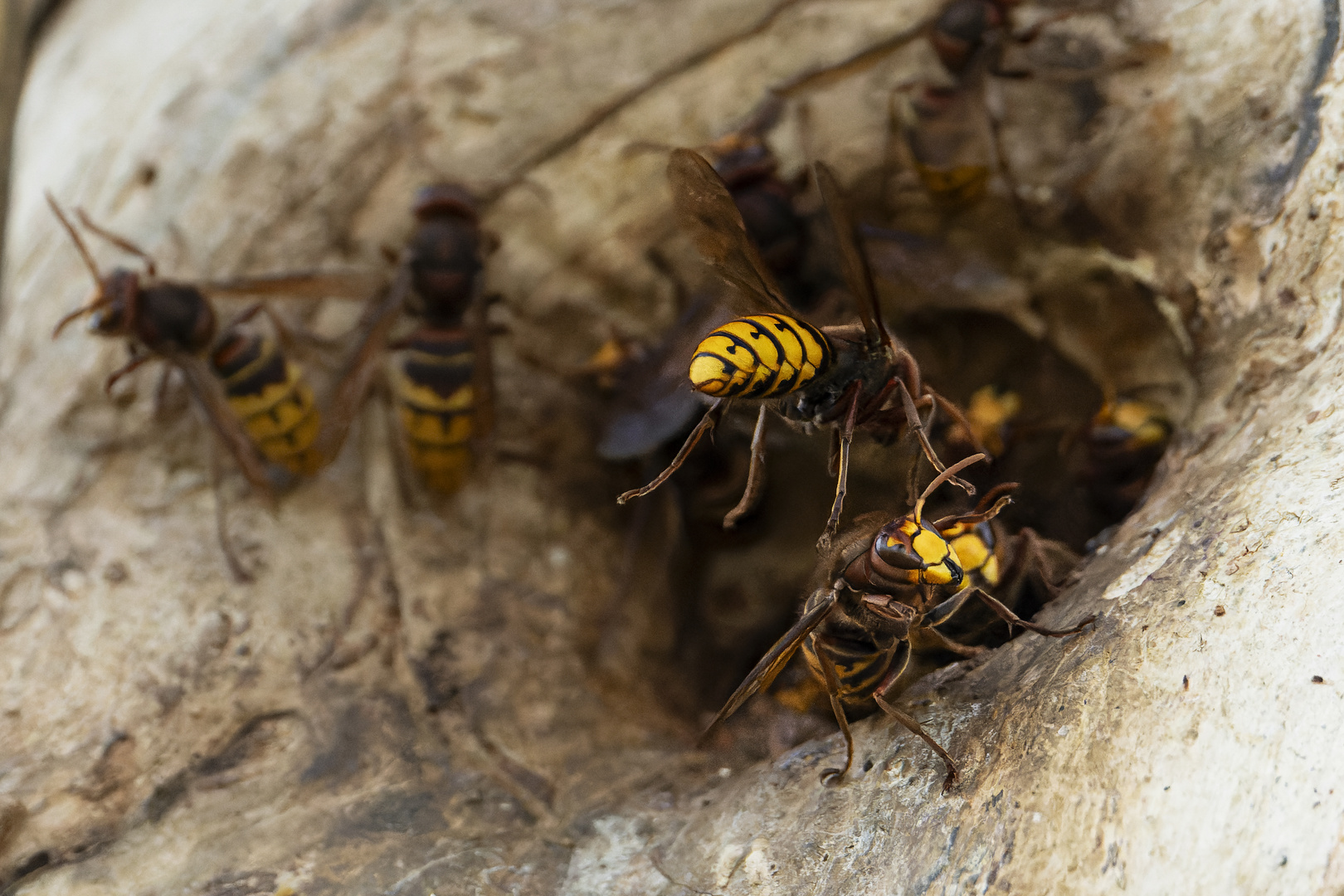 Kommen und Gehen am Hornissen-Nest