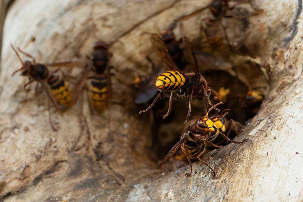 Kommen und Gehen am Hornissen-Nest