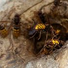 Kommen und Gehen am Hornissen-Nest