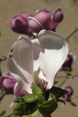 Kommen und Gehen bei Magnolienblüten