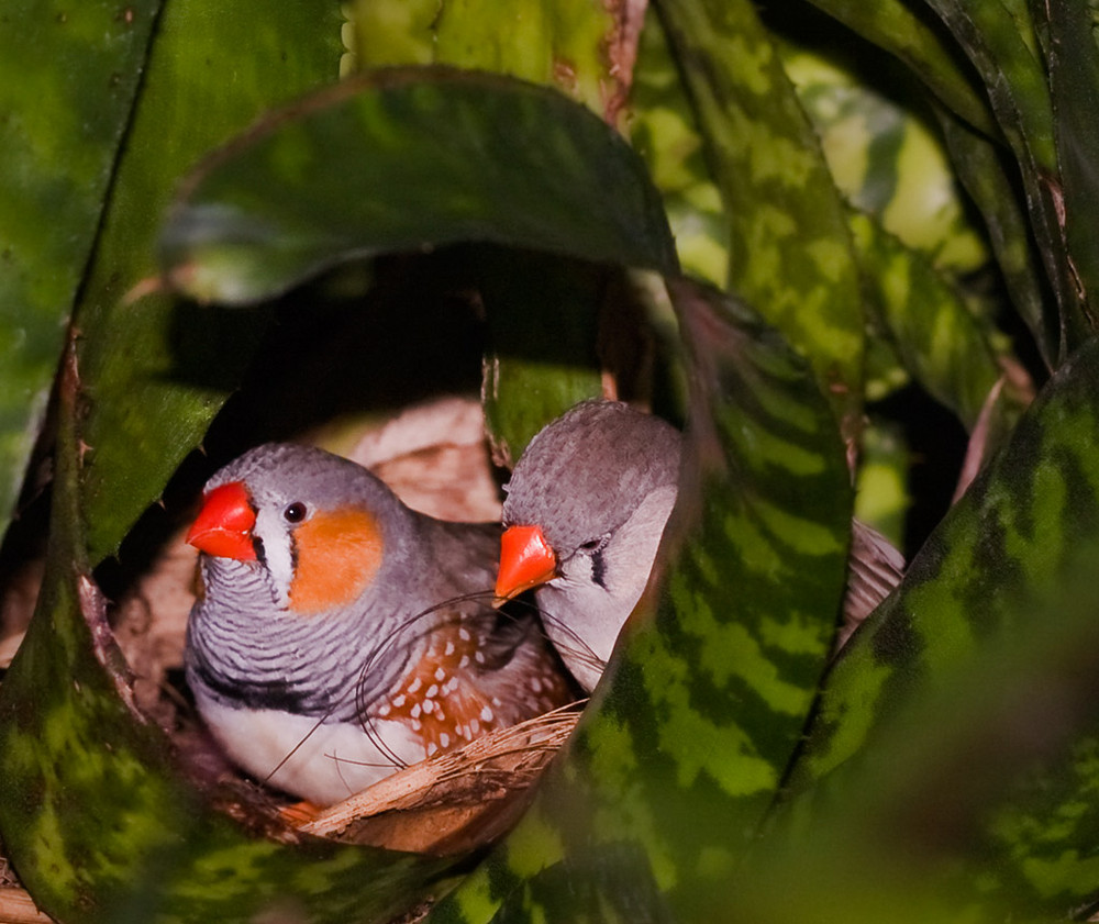 kommen wir bauen uns ein Nest