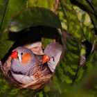 kommen wir bauen uns ein Nest