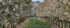 Kommerzielle Monokulturen versus Vielfalt der Streuobstwiese