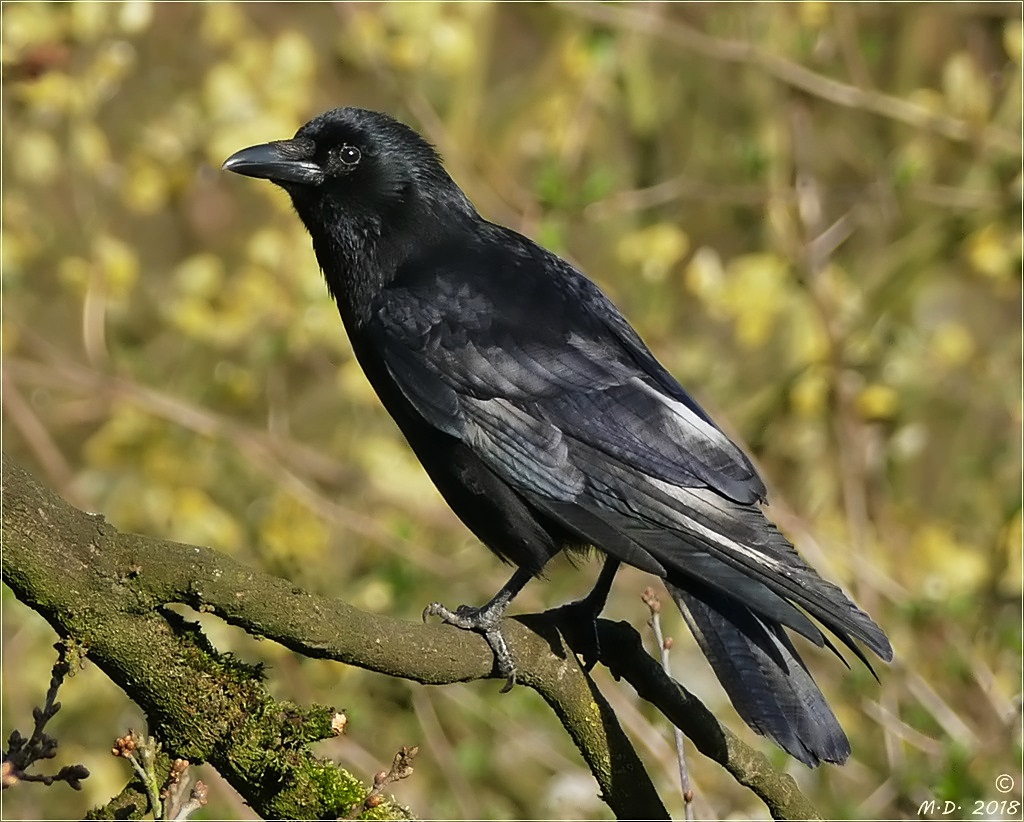 Komm,großer schwarzer Vogel ....