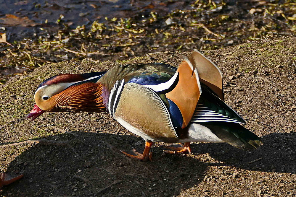 Kommissar Mandarin