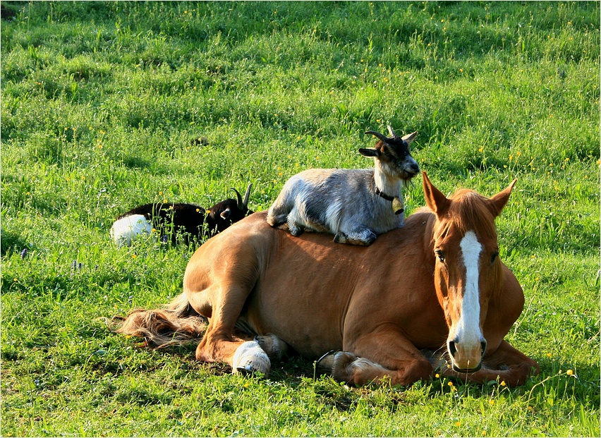 komm,laß uns in die morgensonne reiten....