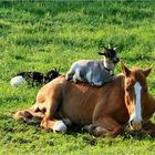 komm,laß uns in die morgensonne reiten....