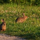 kommst du auch zum Frühstück?