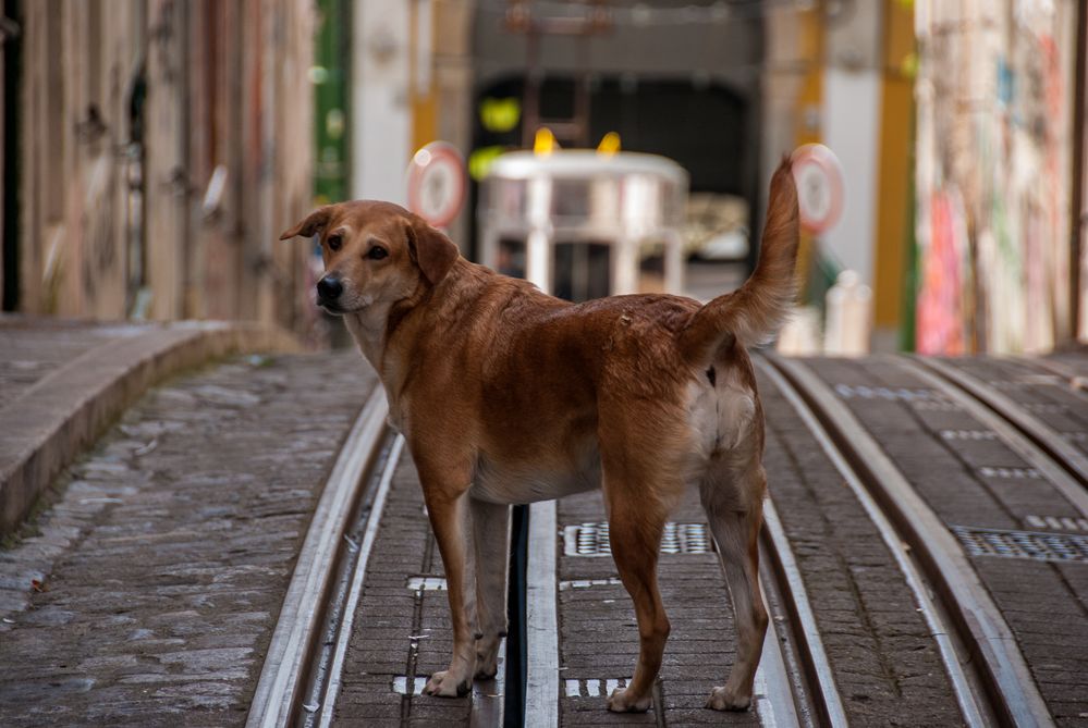 Kommst du mit in den Elevador?