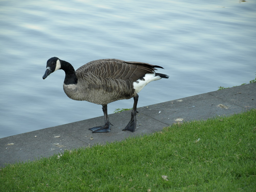 Kommst Du mit ins Wasser?