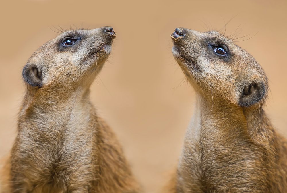 Kommt alles Gute von oben ...... Foto & Bild | tiere, zoo ...