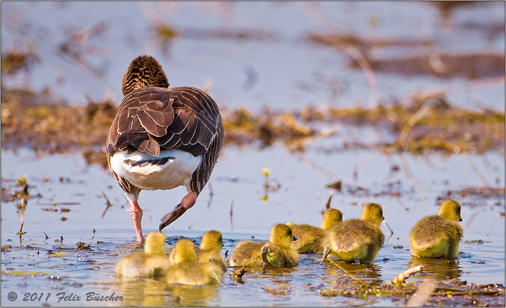 "Kommt, Baby´s, wir gehen baden"!