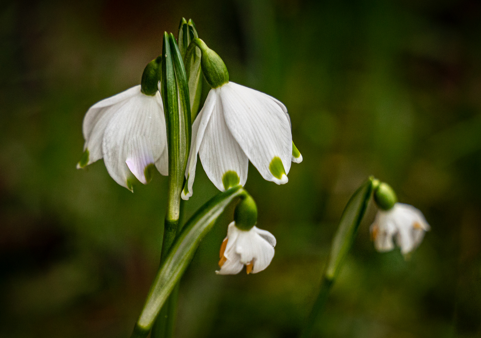 kommt bald der Frühling?