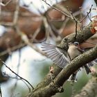 "Kommt bei denen dann auch bald der STORCH"?