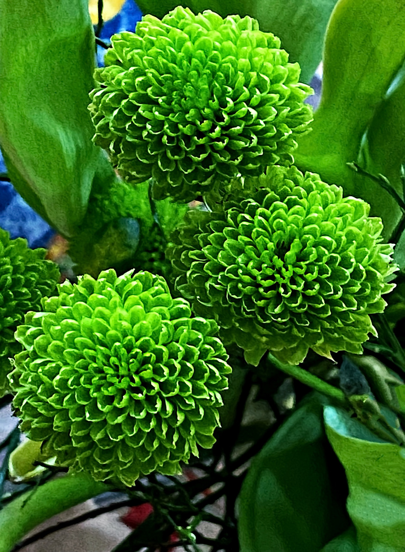 Kommt da noch was, oder sind das schon die Blüten? ;)) Foto & Bild