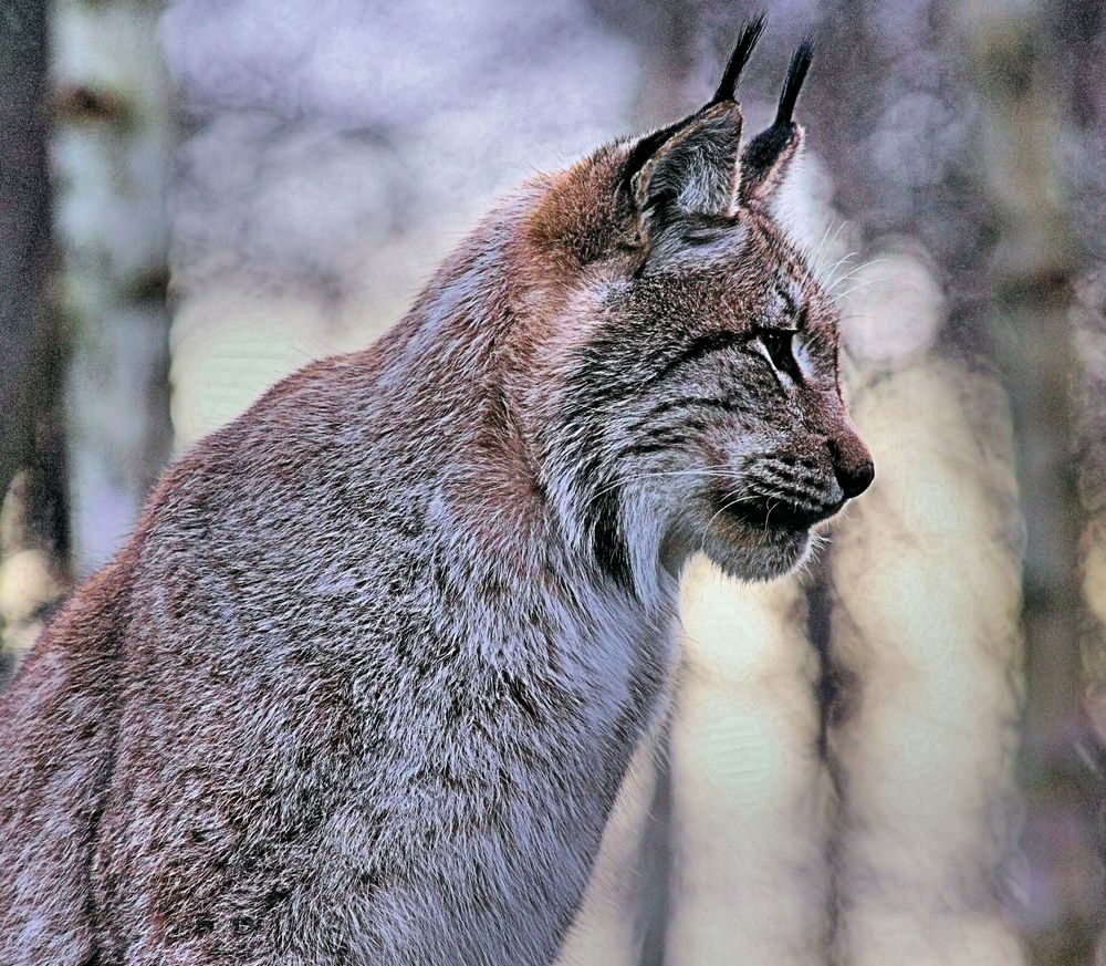 Kommt daher der Ausspruch ... "Er passt auf wie ein Luchs" ?