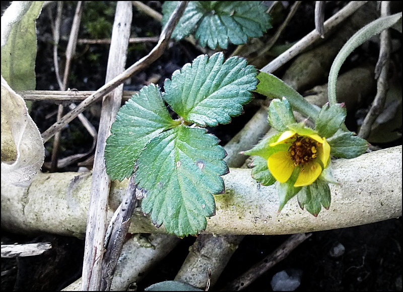 Kommt denn schon der Frühling ? :-)