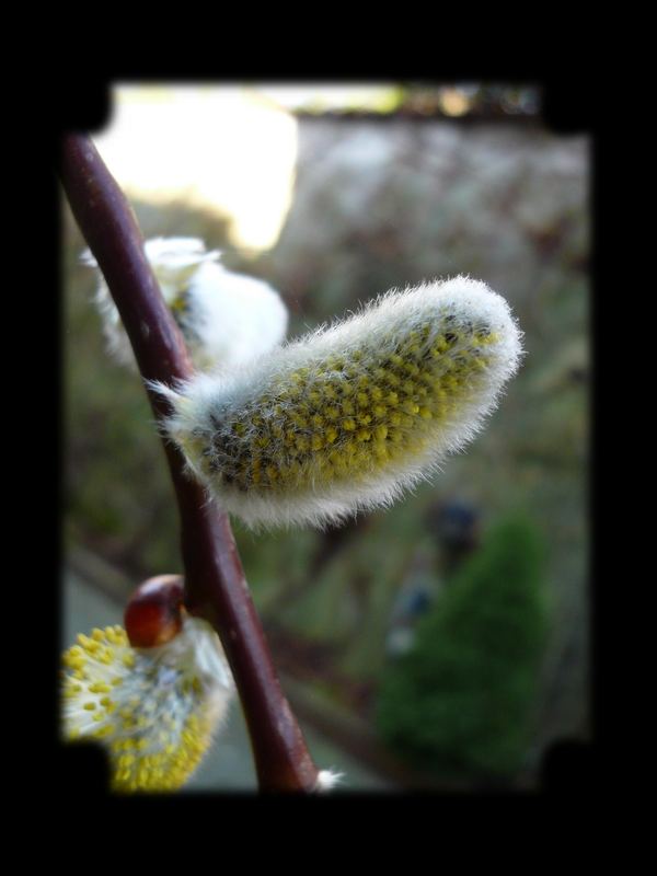 Kommt der Frühling?