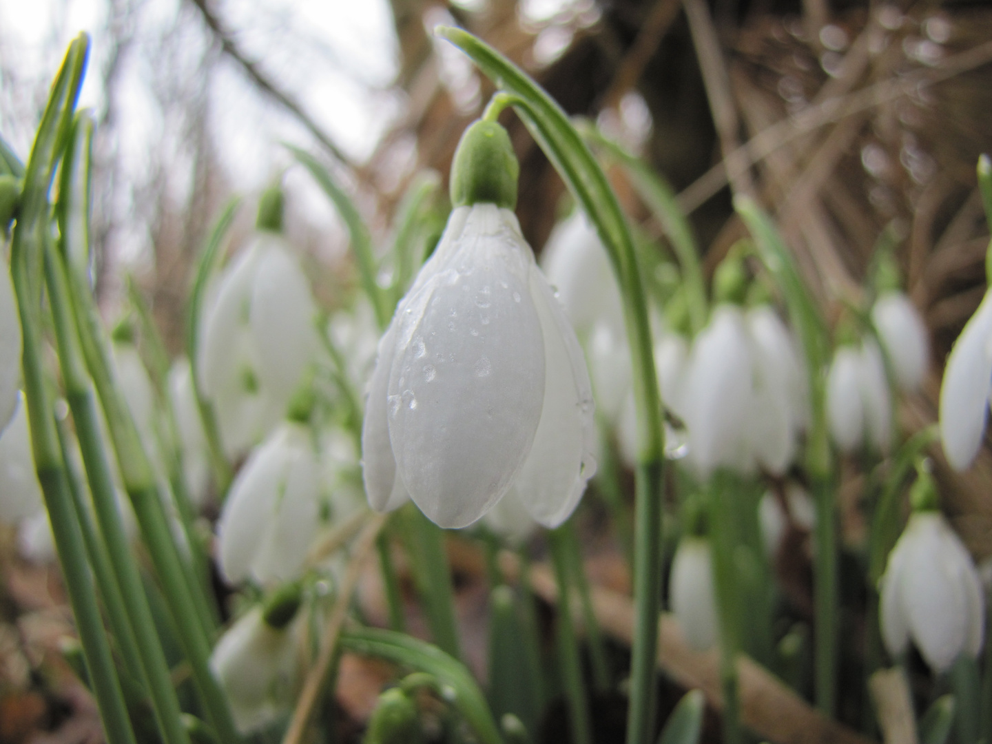 kommt der Frühling