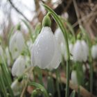 kommt der Frühling