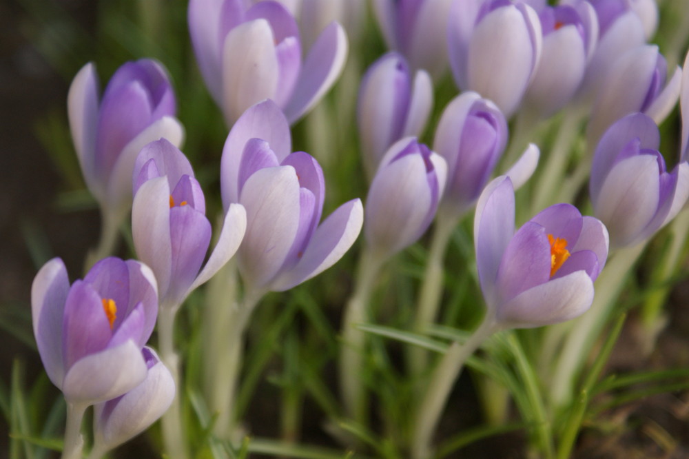 Kommt der Frühling ?