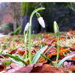 Kommt der Frühling?