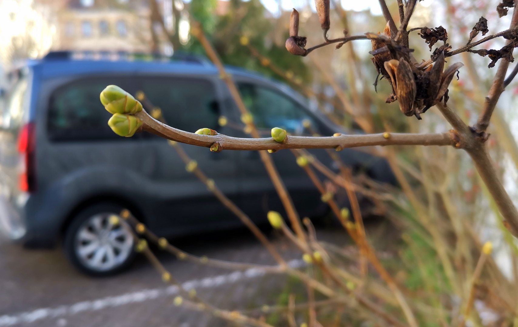 Kommt der Frühling? 