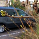 Kommt der Frühling? 