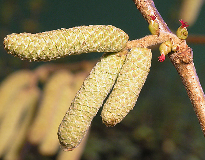 Kommt der Frühling ?