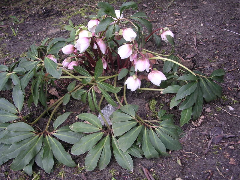 Kommt der Frühling nun doch?