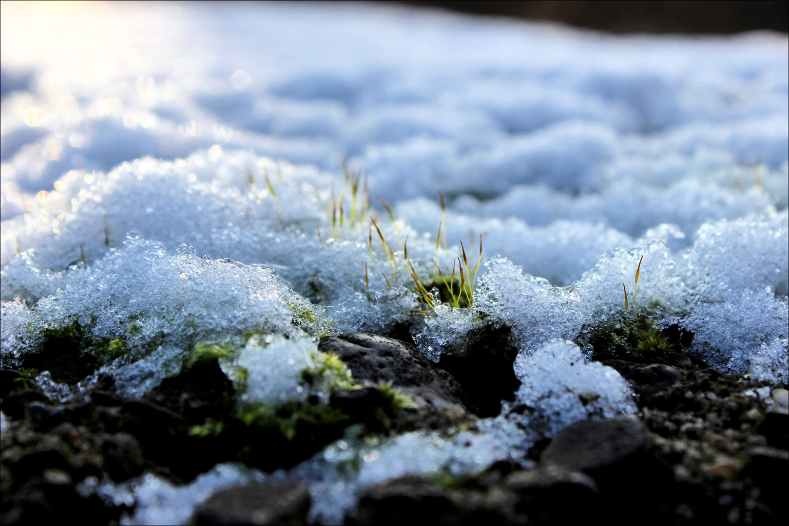 Kommt der Frühling schon im Dezember?