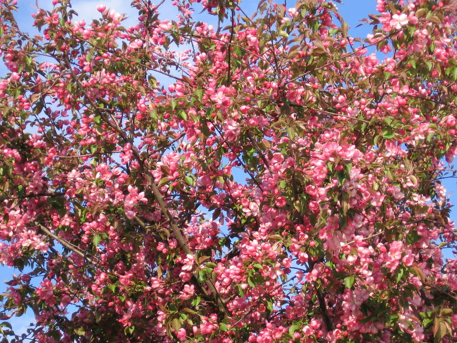 Kommt die Frühling endlich??