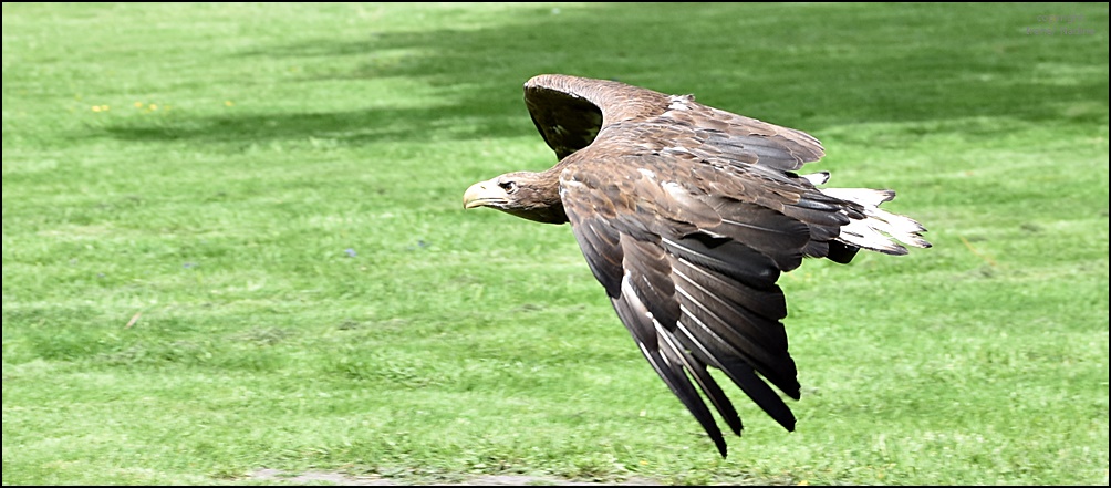 Kommt ein ADLER geflogen...