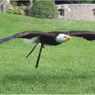 Kommt ein Adler geflogen