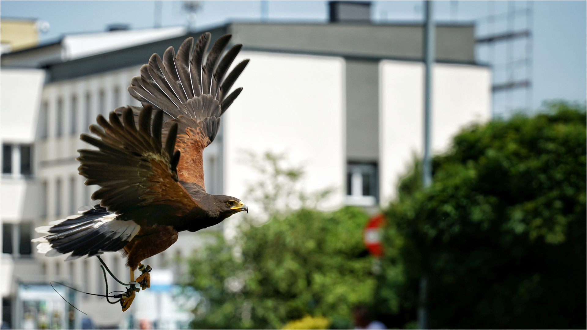 kommt ein Adler geflogen ...