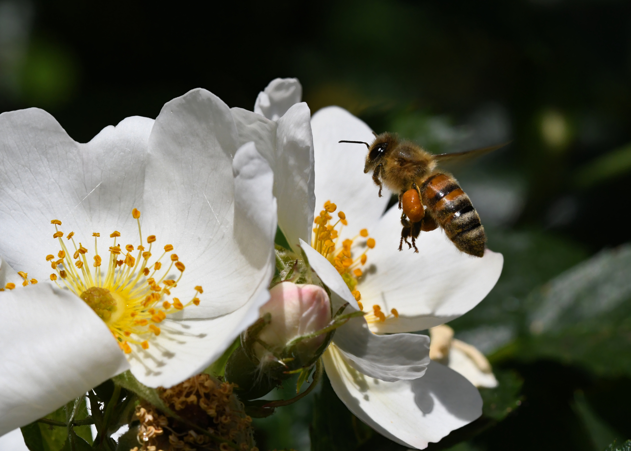 Kommt ein Bienchen angeflogen...